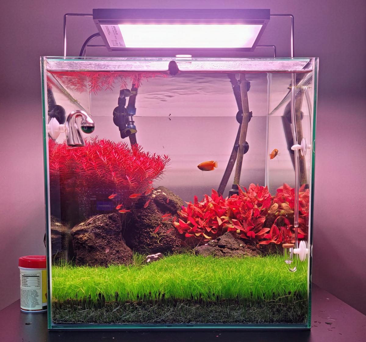 14 Gallon Cube Aquascape