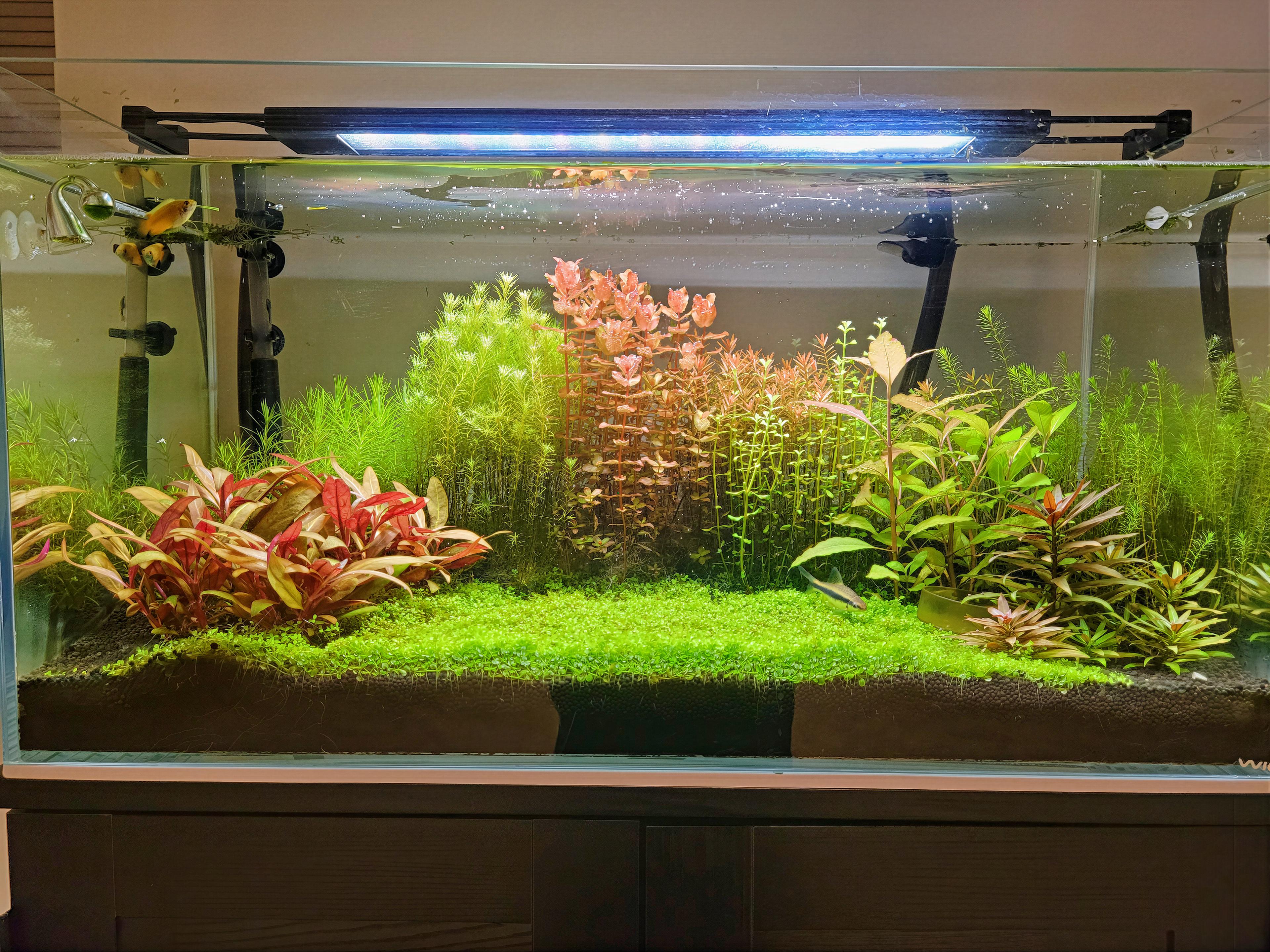 32g Aquarium - Emerald