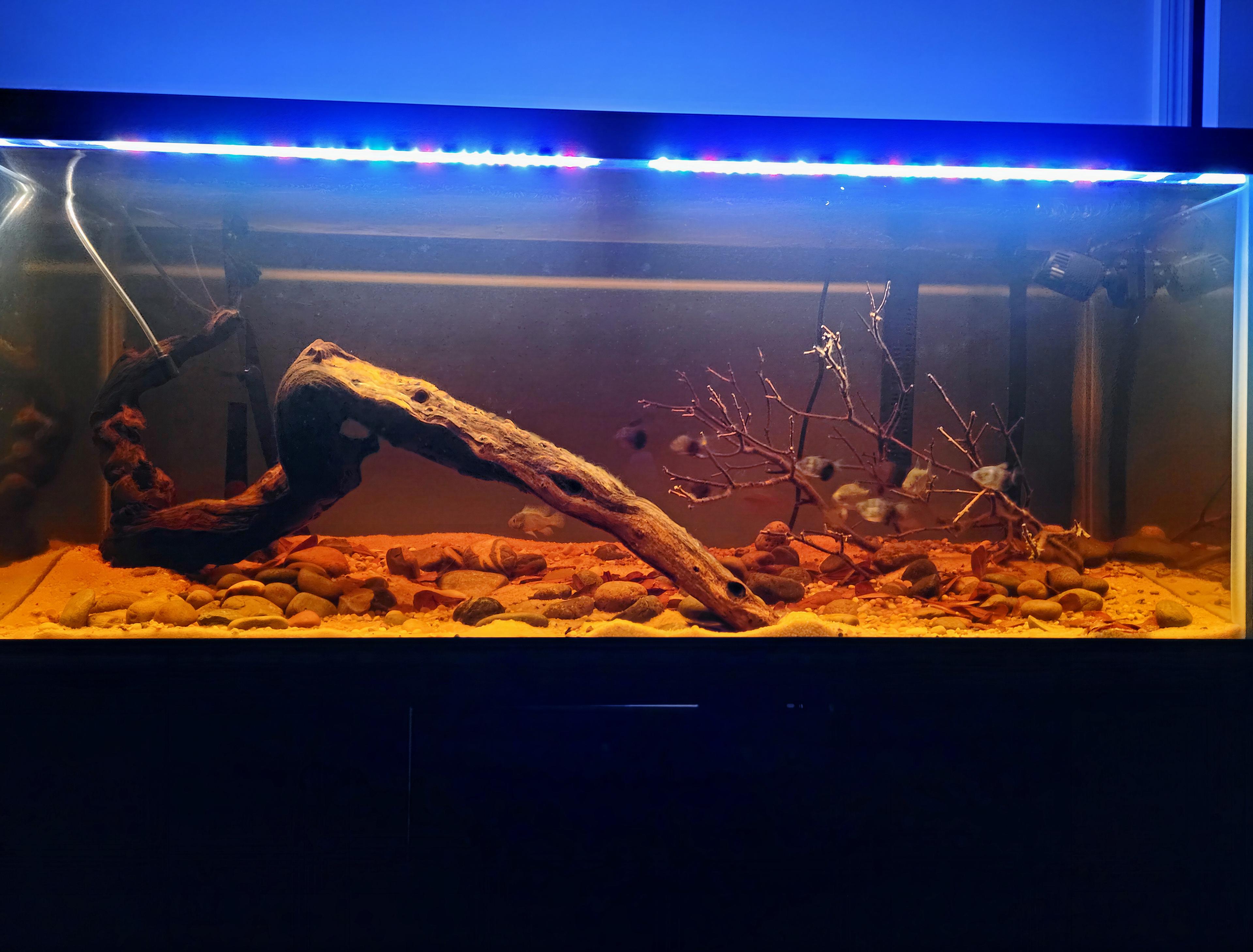 75g Blackwater Aquarium
